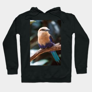 Blue-Bellied Roller Hoodie